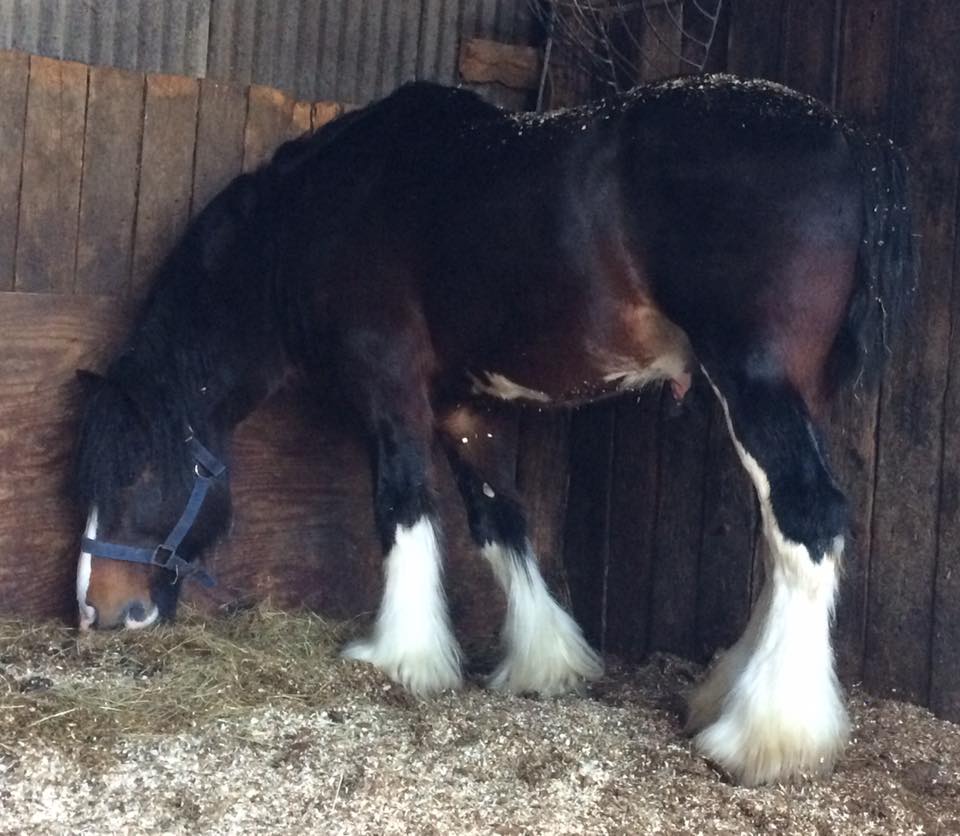 Ddrydwy Ploughman - Shire Horse Stallion